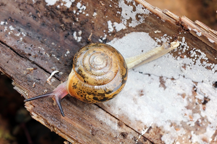 Orpiella malaitaensis, Solomon Islands, Malaita, Kwainasi