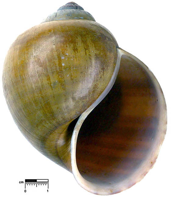 Ampullaria eximia lectotype ZMB 111.744 Ampullaria eximia lectotype ZMB 111.744