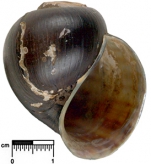 Caenogastropoda