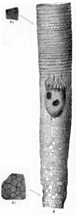 Climacocylis sipho originally described as Cyttarocylis sipho in Brandt 1906