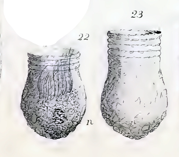Illustration of Codonellopsis bulbulus described as Tintinnopsis bulbulus by Meunier (1919) Illustration of Codonellopsis bulbulus described as Tintinnopsis bulbulus by Meunier (1919)