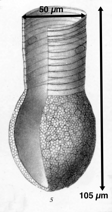 Codonellopsis ecaudata described as Codonella ecaudata by Brandt (1906) Codonellopsis ecaudata described as Codonella ecaudata by Brandt (1906)