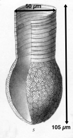 Codonellopsis ecaudata described as Codonella ecaudata by Brandt (1906)
