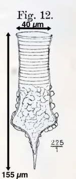 Codonellopsis gaussi originally described as Codonella gaussi by Laackmann (1907)