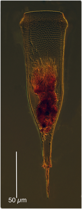Xystonellopsis spicata Xystonellopsis spicata