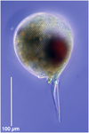 Protocystis xiphodon a deep sea Phaeogromid