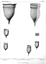 Brandt's illustrations of Cyttarocylis arcuata now known as Schmidigerella arcuata