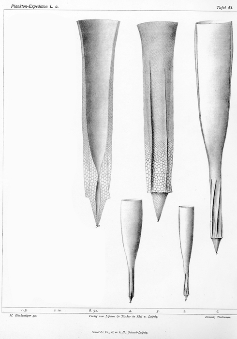 Xystonellopsis armata originally described as Undella armata by Brandt (1906) Xystonellopsis armata originally described as Undella armata by Brandt (1906)