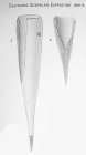 Xystonellopsis brandti was originally described as Undella tenuirostris var. brandti by Laackmann (1910)
