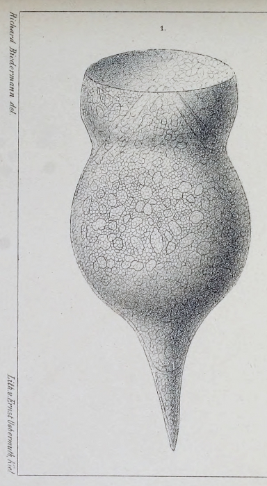 Codonella amphorella Biedermann 1893