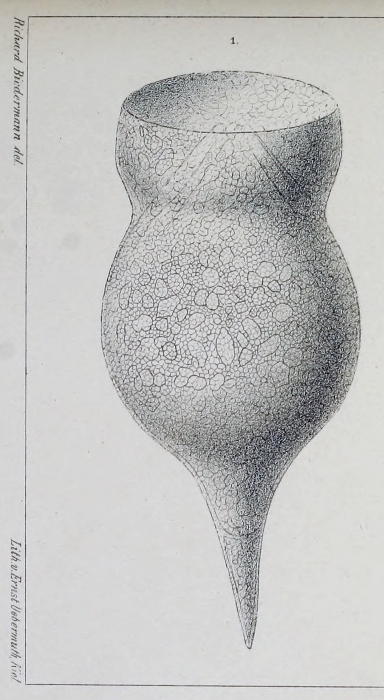 Codonella amphorella Biedermann 1893 Codonella amphorella Biedermann 1893