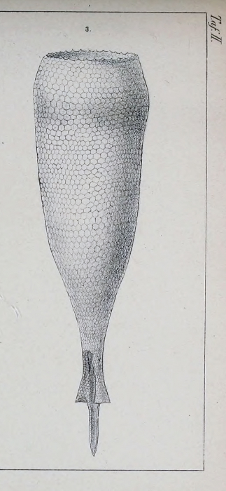 Xystonellopsis hastata was originally described as Tintinnus hastata by Biedrermann (1892)