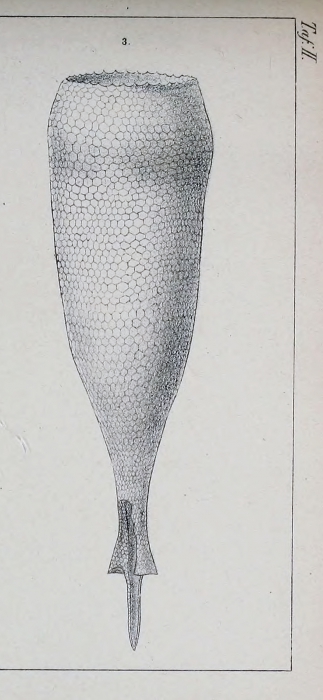 Xystonellopsis hastata was originally described as Tintinnus hastata by Biedrermann (1892) Xystonellopsis hastata was originally described as Tintinnus hastata by Biedrermann (1892)