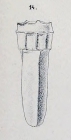 Stelidiella stelidium described as Tintinnus stelidium by Biedermann (1892)