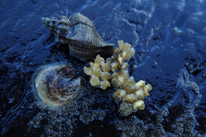 Ocinebrellus inornata and eggs Ocinebrellus inornata and eggs
