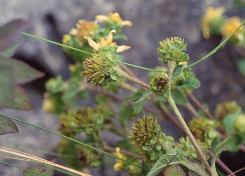 Verbesina strotheri, capitulescence