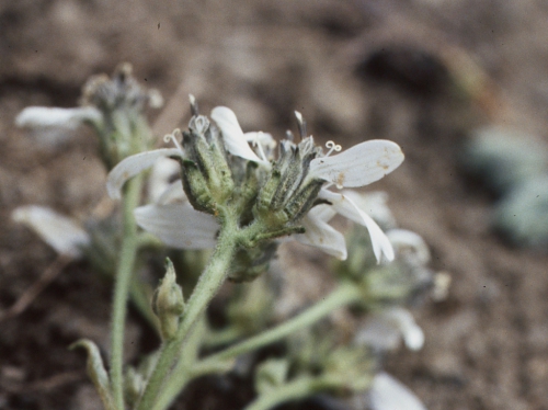 Verbesina badilloi, capitula