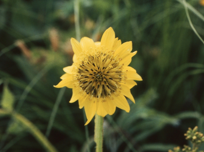 Verbesina hispida, capitulum Verbesina hispida, capitulum