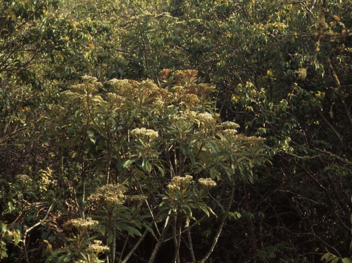 Verbesina simulans, habit Verbesina simulans, habit