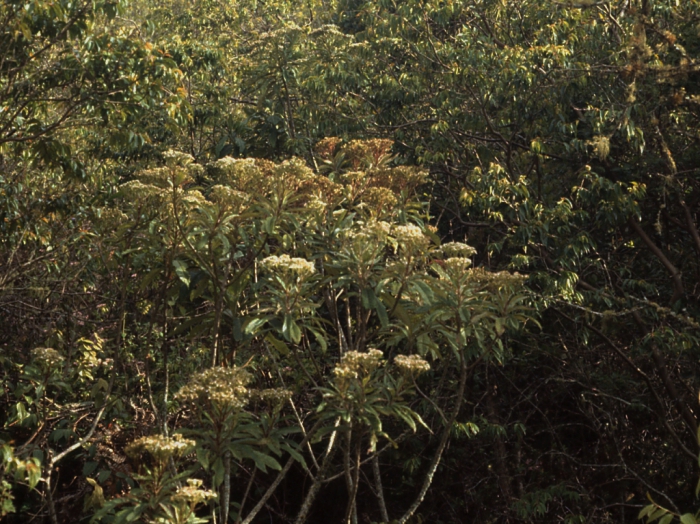 Verbesina simulans, habit