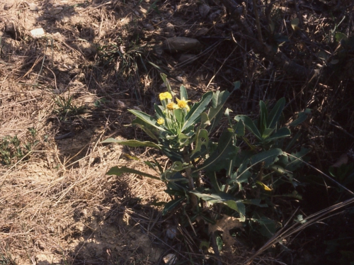 Verbesina pellucida, habit