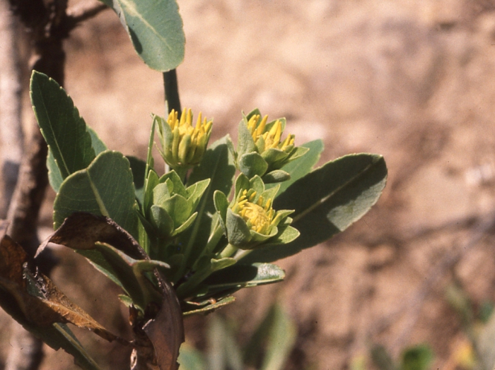 Verbesina pellucida, capitulescence Verbesina pellucida, capitulescence