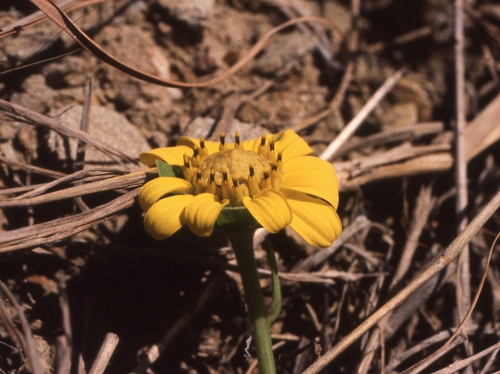 Verbesina pellucida, capitulum