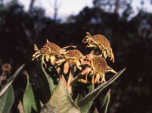 Verbesina macdonaldii, capitula past flower