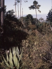 Verbesina macdonaldii, habit