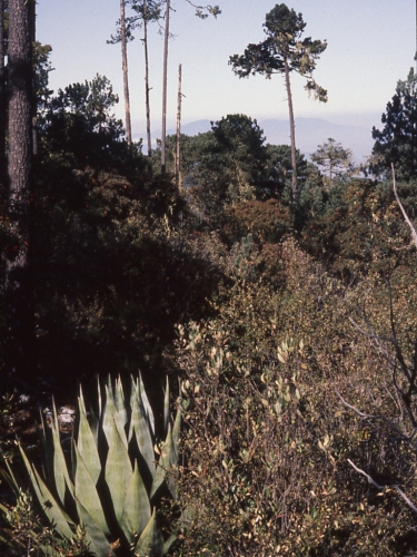 Verbesina macdonaldii, habit