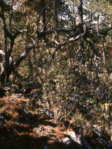 Verbesina macdonaldii, habit.  Silvery green shrub with multiple stems in central foreground area