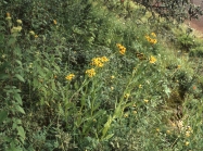 Verbesina ovata, habit