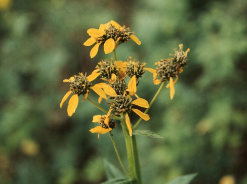 Verbesina ovata, capitula