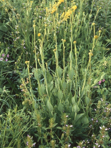 Verbesina tequilana, habit