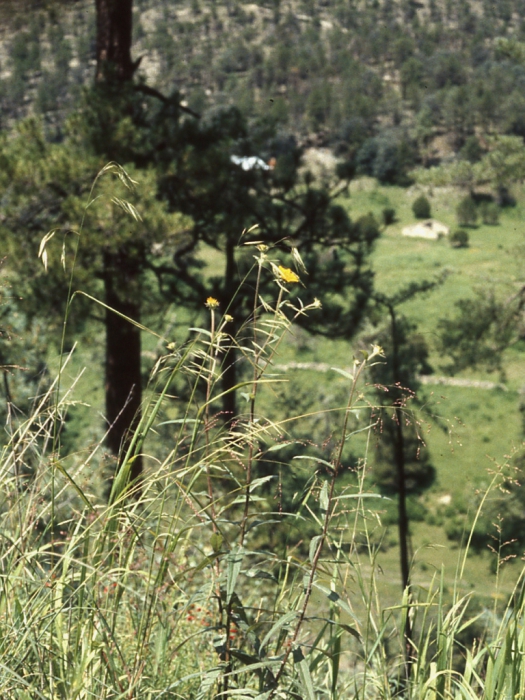 Verbesina longifolia, habit Verbesina longifolia, habit