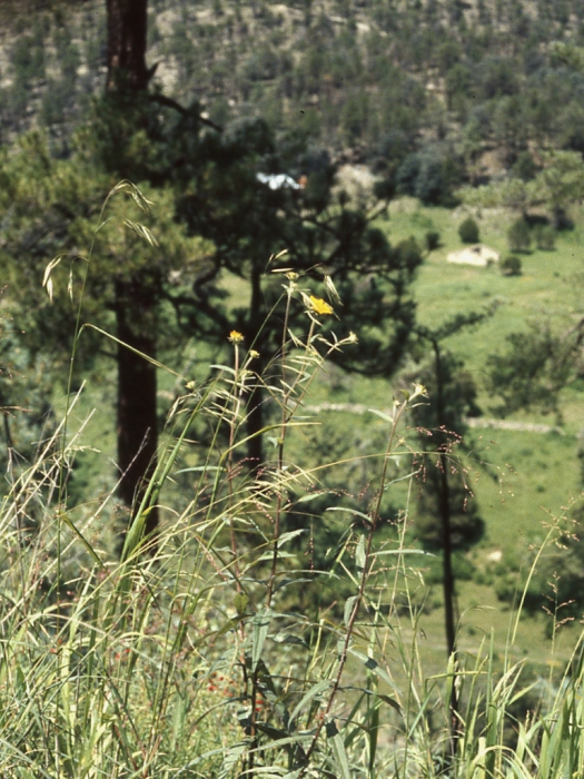 Verbesina longifolia, habit