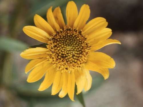 Verbesina longifolia, capitulum