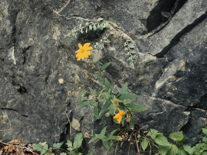 Verbesina coahuilensis, habit