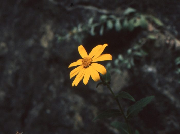 Verbesina coahuilensis, capitulum