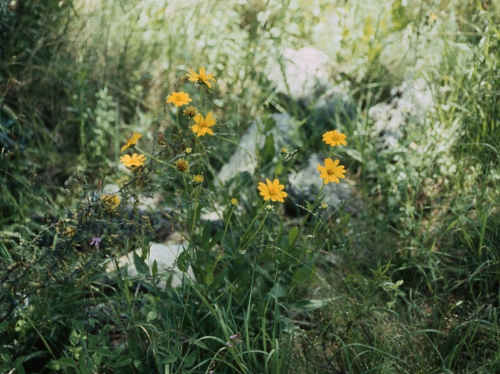 Verbesina longipes, habit