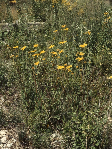 Verbesina longipes, habit