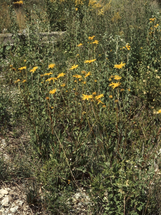 Verbesina longipes, habit Verbesina longipes, habit