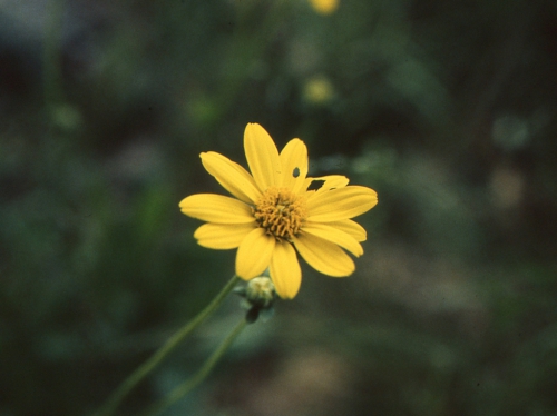 Verbesina longipes, capitulum