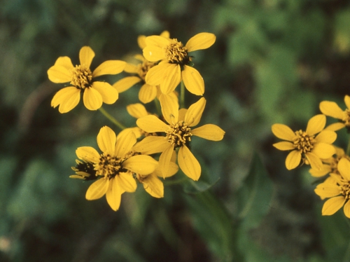 Verbesina ovata, capitula