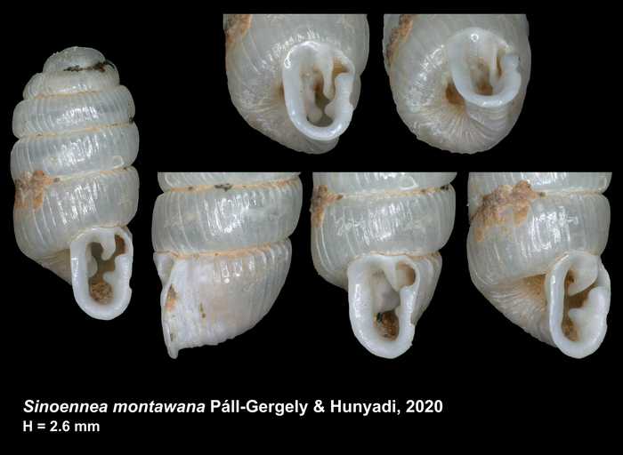 Holotype of Sinoennea montawana Páll-Gergely & Hunyadi, 2020