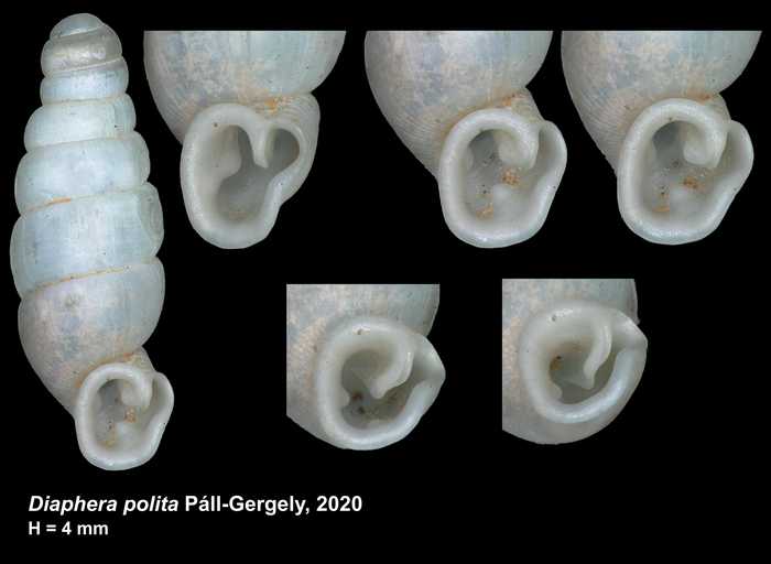 Holotype of Diaphera polita Páll-Gergely, 2020
