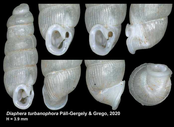 Holotype of Diaphera turbanophora Páll-Gergely & Grego, 2020 Holotype of Diaphera turbanophora Páll-Gergely & Grego, 2020