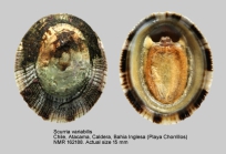 Scurria variabilis