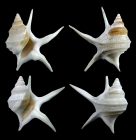 Aporrhais pesgallinae