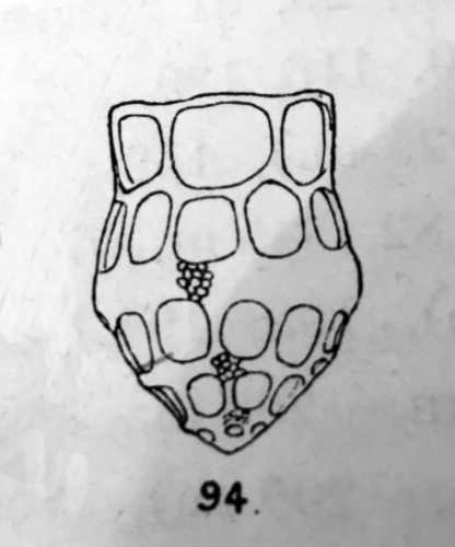 Jörgensen's (1924) illustration of Dycytocysta mülleri